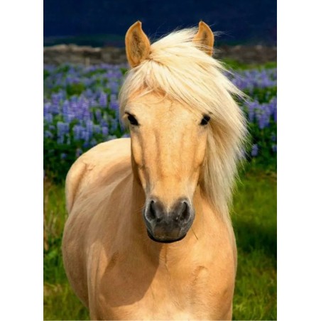 Haflinger Pferde